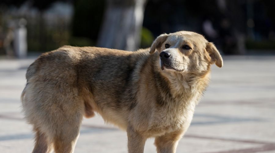 В Бийске принимают в муниципальную собственность первую партию бездомных собак