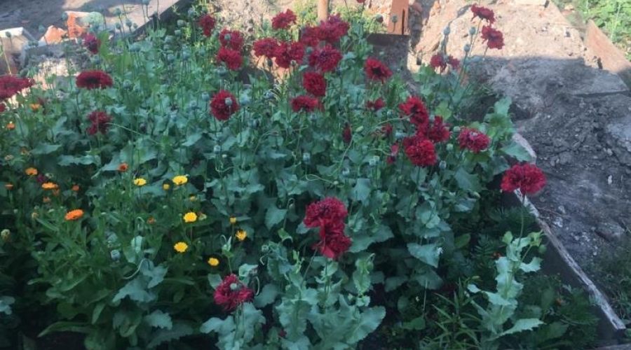 Пенсионерку из Барнаула задержали из-за «опиумного» палисадника