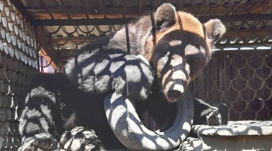 В Славгороде по требованию суда «расформировали» просуществовавший 24 года зоопарк