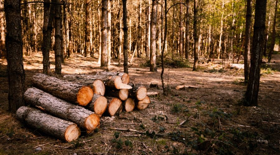 Суд поставил точку в деле о масштабной антиполиграфной вырубке в Змеиногорском районе