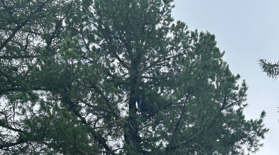 Алтайские следователи разбираются в причине смерти туриста на дереве