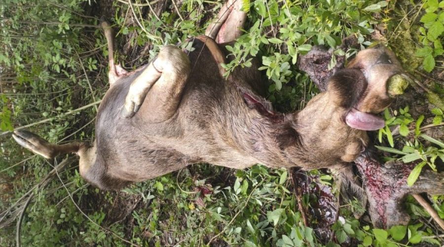 Угрызения совести заставили алтайского браконьера сдаться полиции