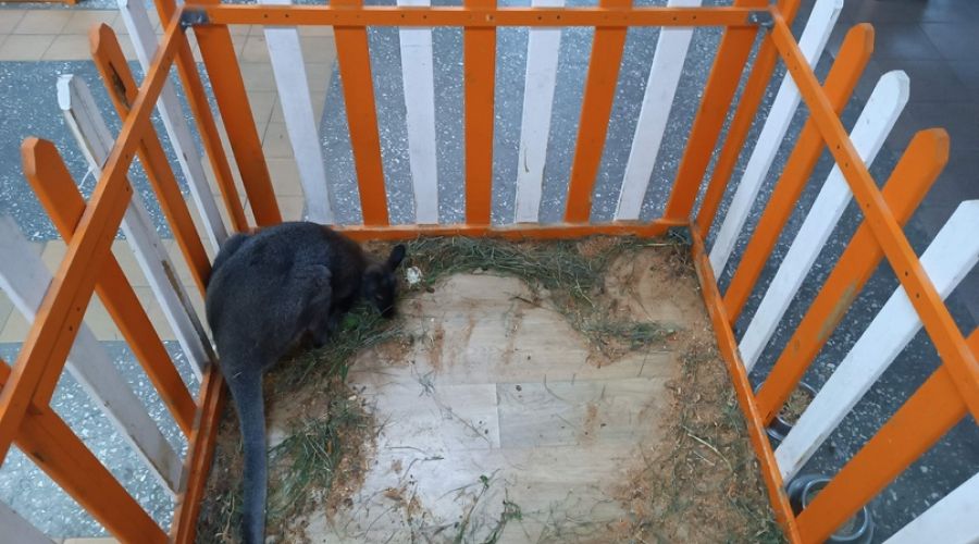 Бийские зоозащитники обеспокоены состоянием животных в передвижном зверинце