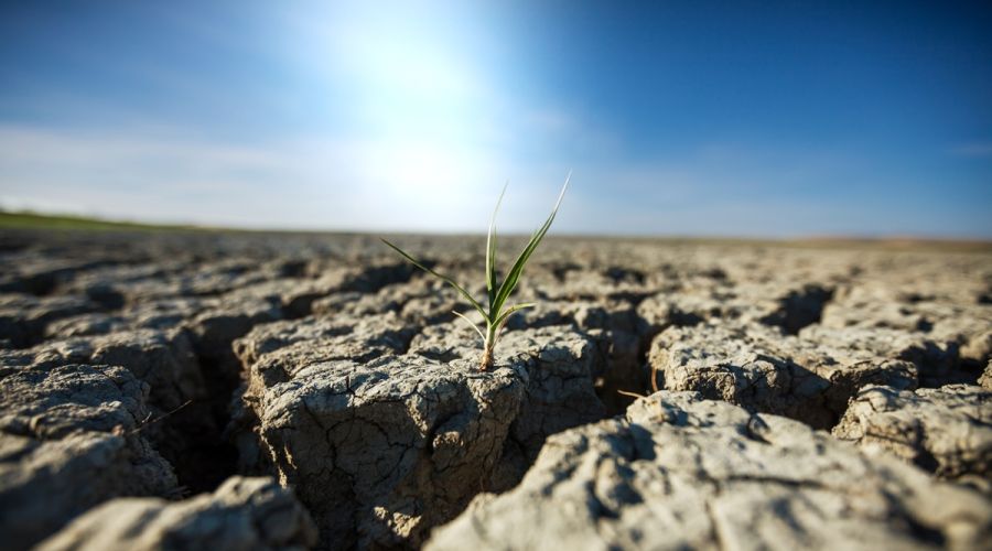 Более 60 муниципалитетов Алтайского края попали под режим ЧС из-за засухи