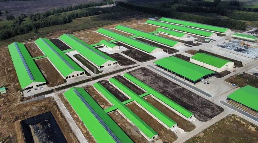 Крупный молочный комплекс стоимостью 7 млрд рублей открыли в Алтайском крае