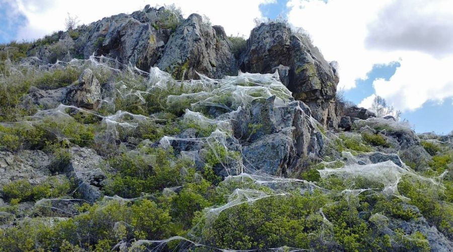 Леса Республики Алтай обследуют из-за нашествия непарного шелкопряда