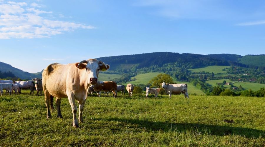 Алтайский край продолжает показывать отрицательную динамику в животноводстве