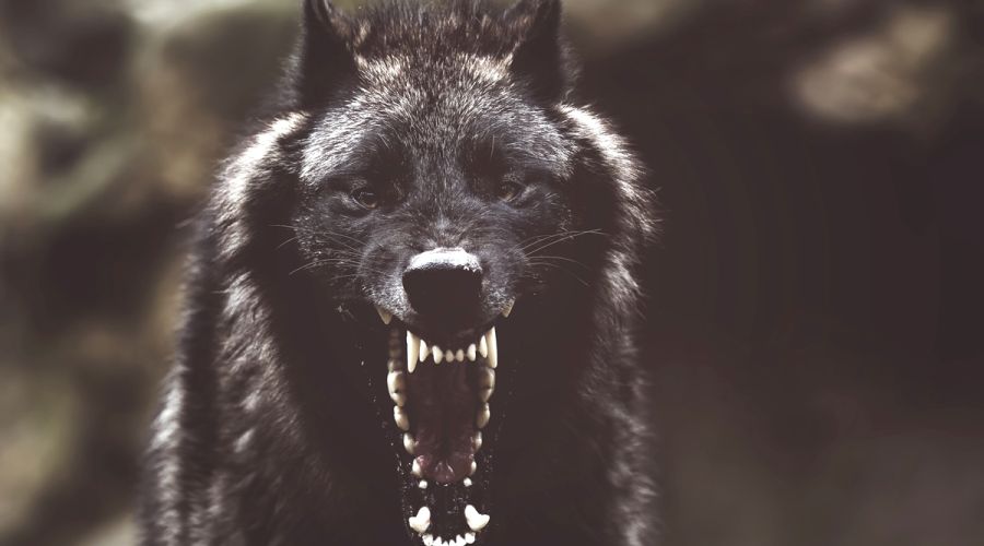 Глава федерального следкома заинтересовался свирепым нападением собаки на юную бийчанку