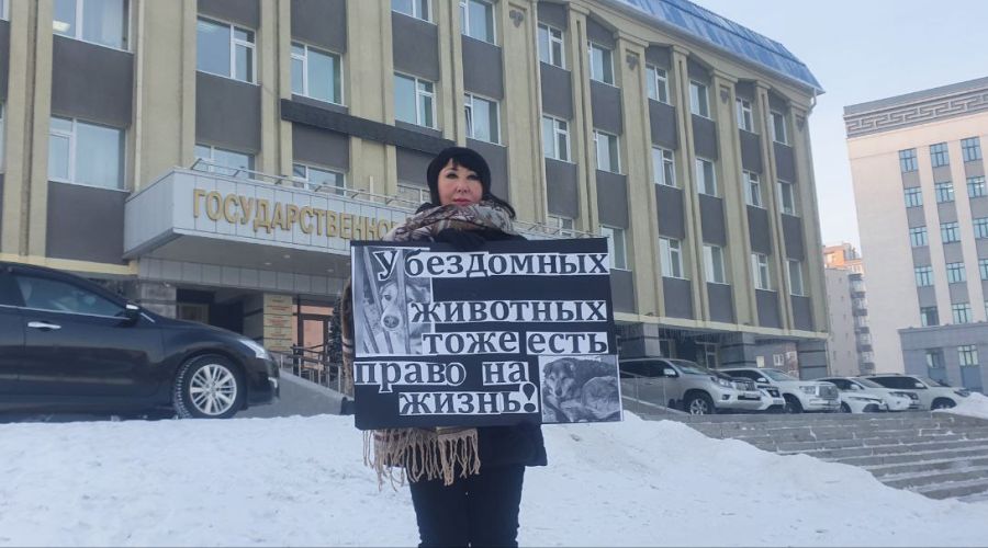 Парламентарии Республики Алтай «отмерили» пойманным бродячим собакам 11 дней на жизнь