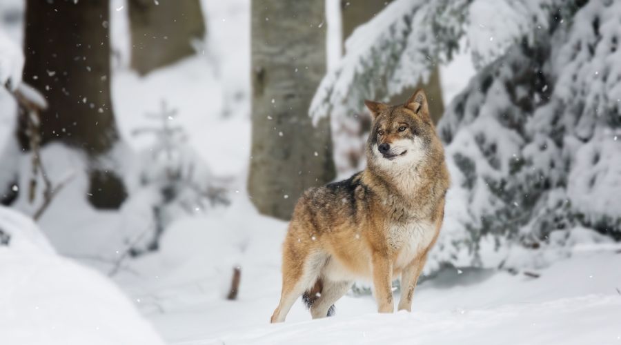 Власти скорректировали завышенный ущерб от «кошмарящих» Алтайский край волкособов