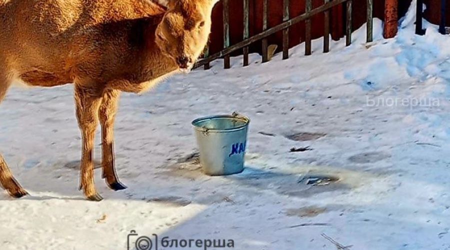 Вокруг рубцовского зоосада разрастается скандал с участием анонимных «защитников» животных