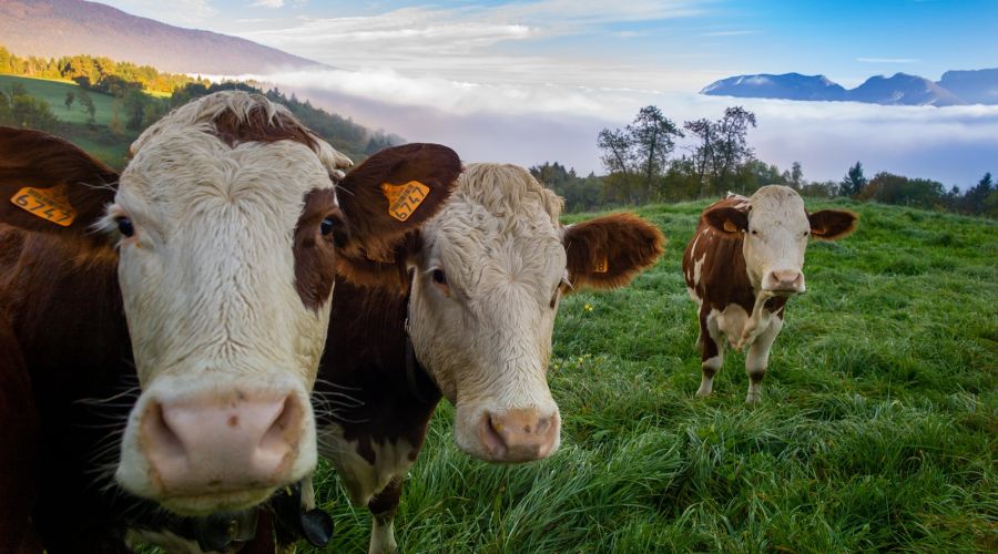 Производство «молочки» в Алтайском крае просело в условиях сократившегося поголовья коров