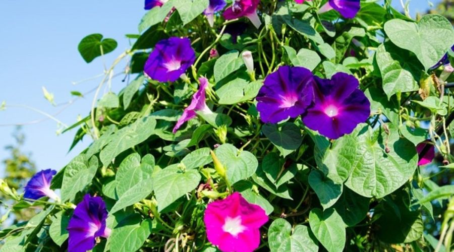 На Алтае продавцы семян избавляются от ипомеи из-за «антинаркотического закона»