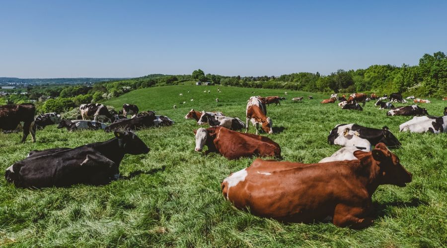 Скотоводы из алтайского села посетовали на «захват» земель для выпаса частником