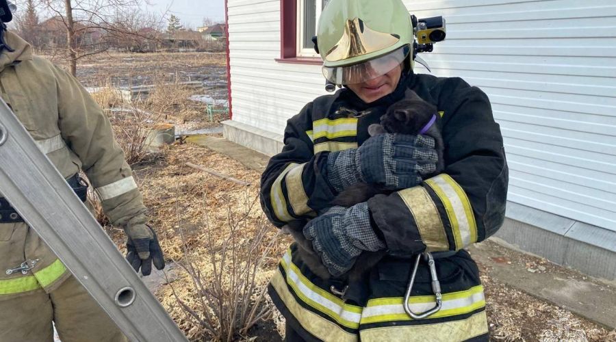 «Пушистое» спасение