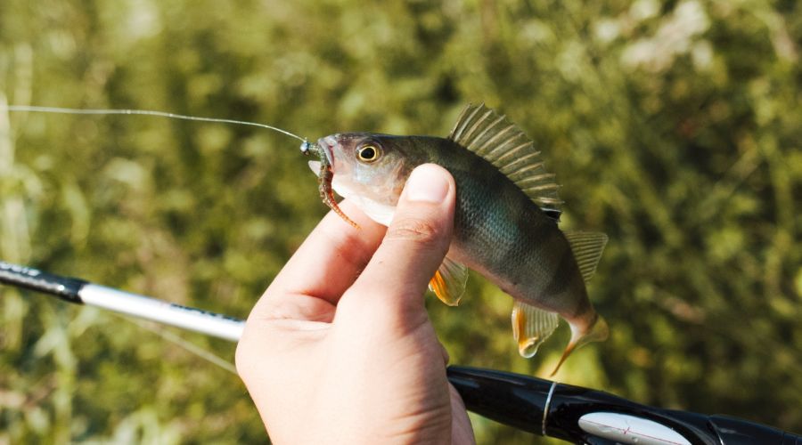 Рыбный бизнес экс-депутата Алтайского Заксобрания проверили вооруженные автоматами полицейские?