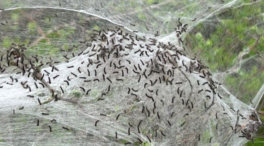 Биолог из АлтГУ предупредила об опасности непарного шелкопряда для человека