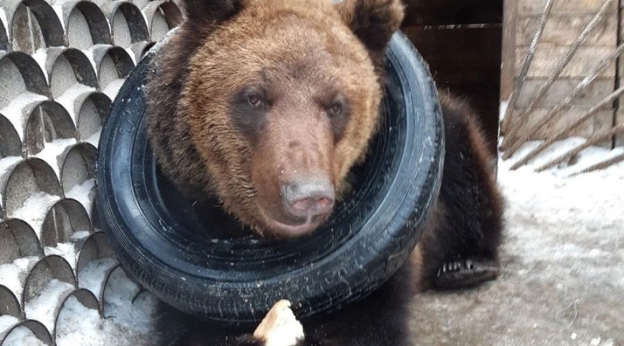 Косолапого на передержку: в Славгороде пытаются пристроить циркового медведя