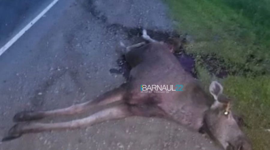 Экипаж ДПС не смог мирно «разойтись» с лосем на алтайской трассе