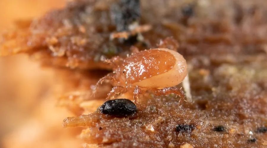 Захватившие барнаульский дом гамазовые клещи привели к столкновению между УК и жителями