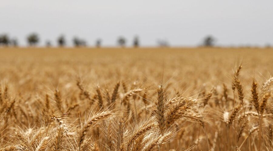 «Ожидаемые потери нарастают»: эксперты оценили влияние аномального пекла на будущий урожай в Алтайском крае