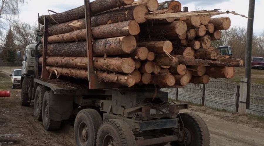 «Черных» лесорубов будут судить за хищение ветровала в Алтайском крае