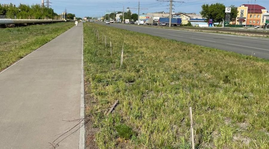 В судебном споре о сотнях погибших деревьев в Барнауле вскрылись новые обстоятельства