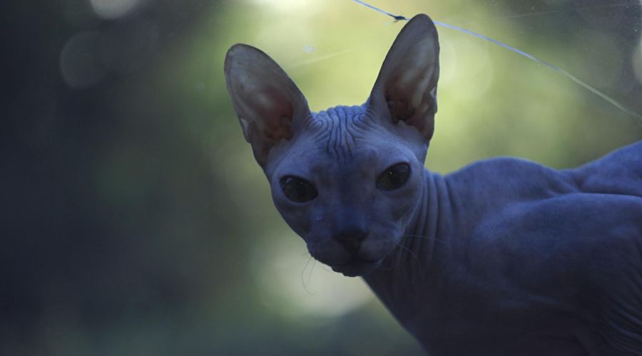 Кошатники стали тратить больше денег на содержание питомцев в Алтайском крае