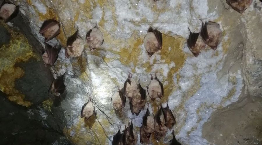 В Республике Алтай обнаружили «коронавирусных» летучих мышей