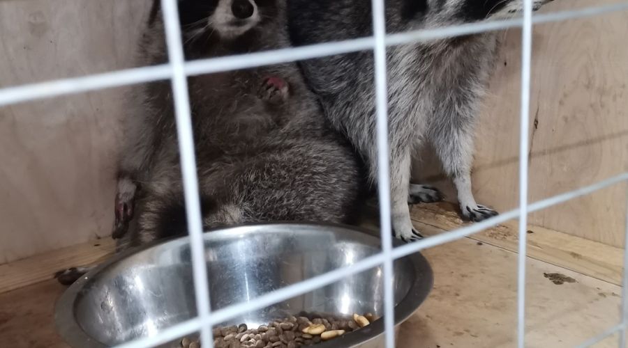 Голод заставил «сдаться» второго барнаульского енота-беглеца