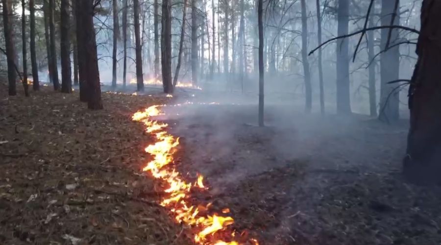 Алтайский край пережил пожароопасный сезон с рекордно низкими потерями для леса