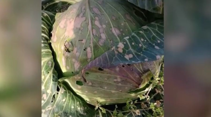 Жалобы каменцев на отравления и гибель урожая «вывели на чистую воду» местное хозяйство