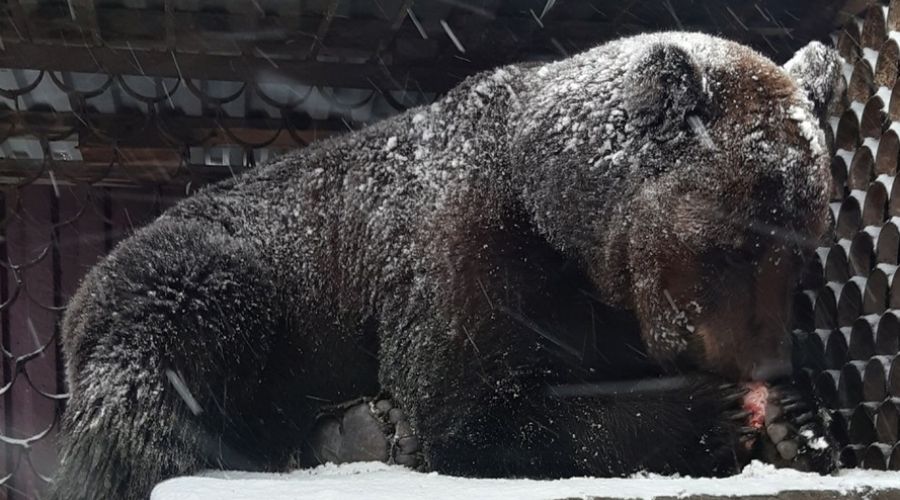 История циркового медведя из Славгорода завершилась переездом в барнаульский зоопарк