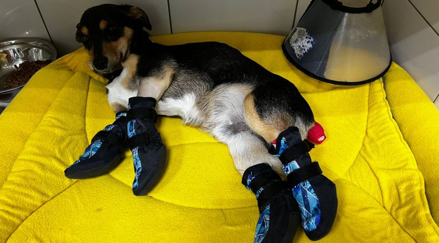 Жители алтайского села спасли изувеченную собаку и просят полицию отыскать живодеров (обновлено)