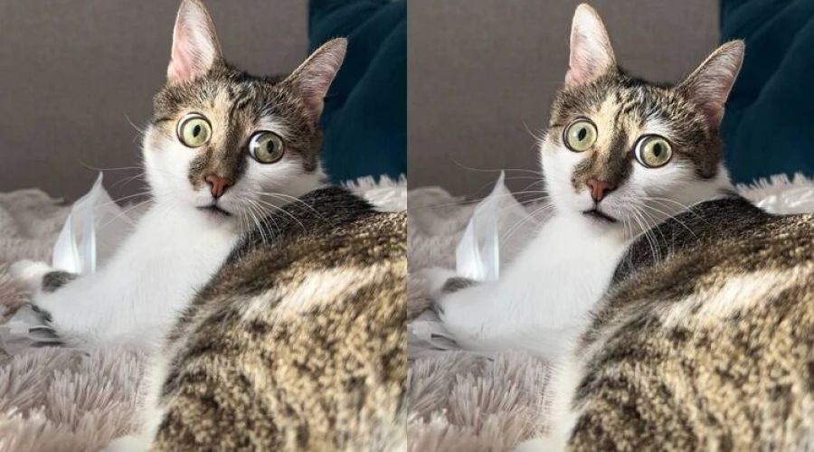 Барнаул дважды попал в «кошачий» топ инфоповодов за 2024 год