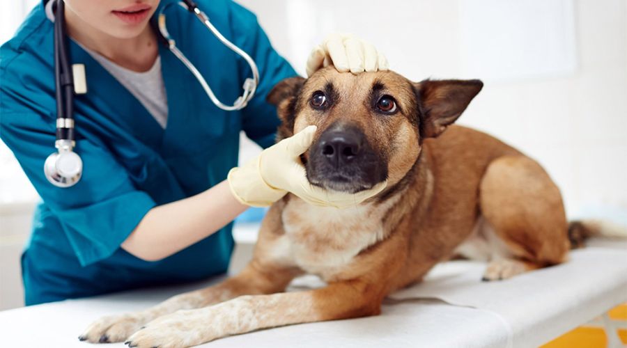 Жизнь собачья: жители Барнаула в новогодние праздники смогут чипировать домашних питомцев