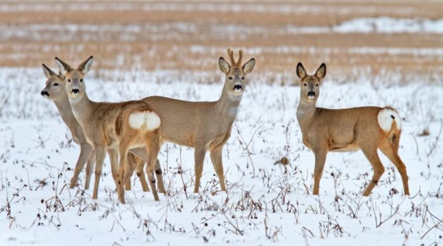 Правоохранители могут проверять очередной эпизод «ведомственной» охоты в Благовещенке