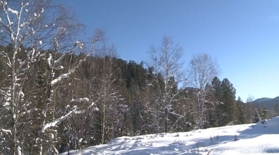 Алтайские власти могут запретить заготовку кедрача на участке в Турочакском районе после жалоб сельчан