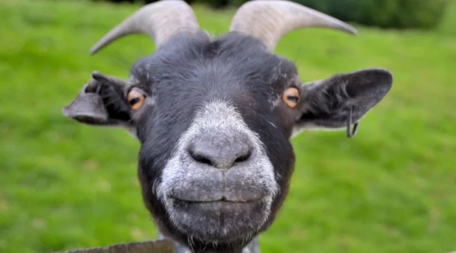 КозSharing и аппарат для виноделов: проекты алтайских студентов вошли в топ лучших вузовских стартапов