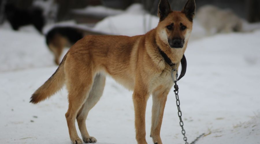 Мнимые студенты собирают с барнаульцев деньги под видом помощи приюту «Ласка»