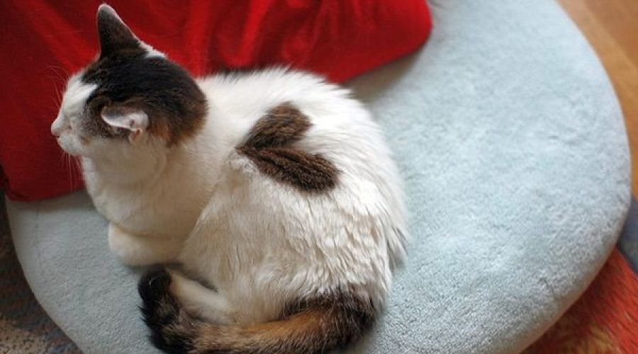 «Праздник для продаж»: алтайский священник высказался о популярности Дня Святого Валентина