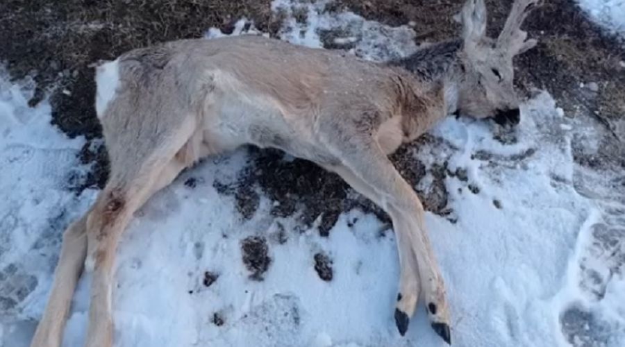 В Республике Алтай обеспокоились участившимися нападениями волкособов вблизи жилых домов