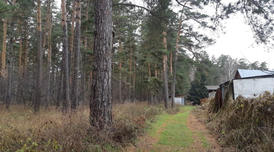 Власти района в Алтайском крае подтвердили планы по застройке бора, против которой выступают жители