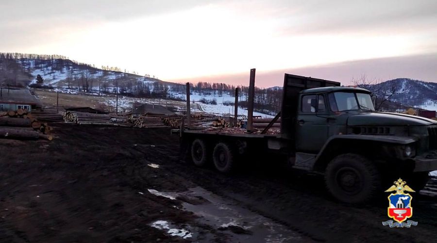 Банда «черных» лесорубов напилила древесины на 10 млн рублей в Алтайском крае