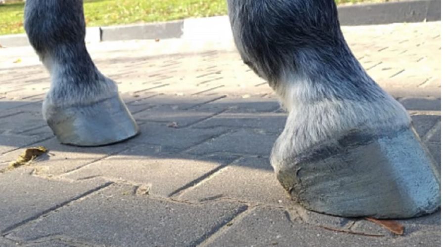 Пешеконный переход