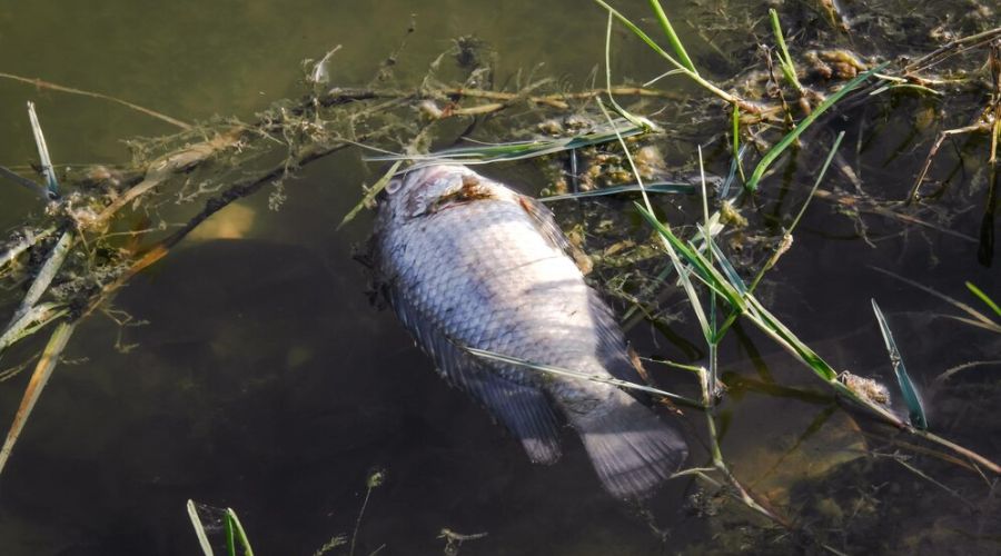 В пригороде Барнаула произошел очередной замор рыбы