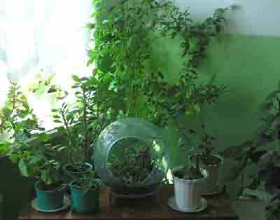 Барнаульские юннаты провели первую общественную акцию
"сохраним первоцветы".