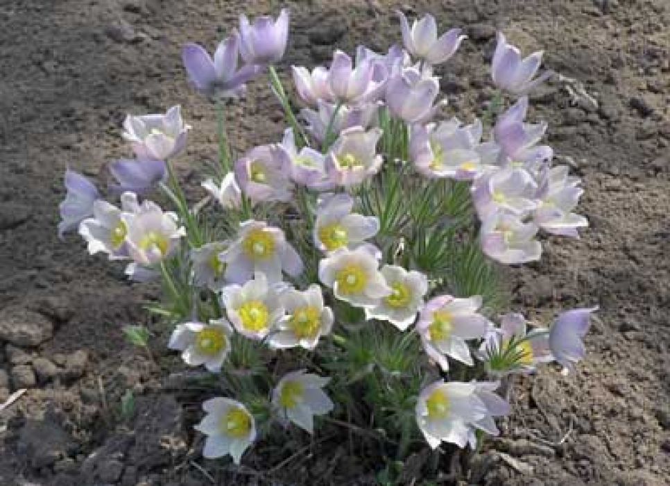 Барнаульские юннаты провели первую общественную акцию
"сохраним первоцветы".