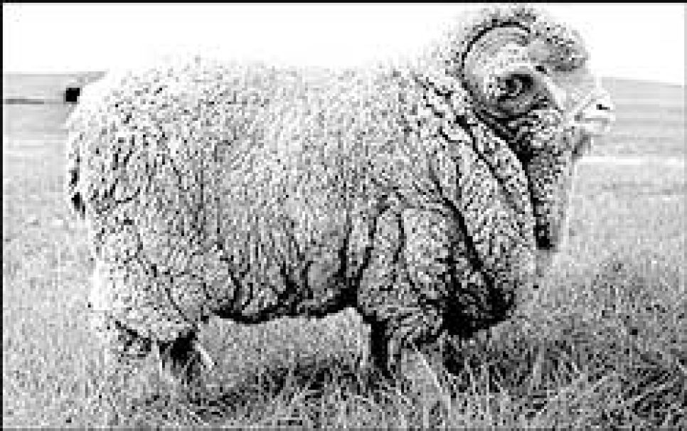 100 лет алтайского овцеводства: мемориальная статья,
посвященная его памяти.