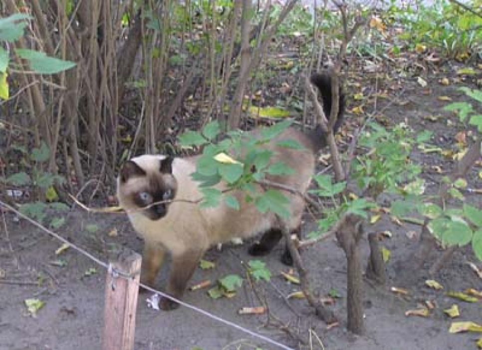 Жительница Барнаула узнала любимую кошку,
которая потерялась в конце сентября, на фотографии сайта
"Банкфакс".